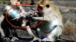 Aww.. Mom fight with kidnapper to get baby back, Newborn is look weak now, Fresh Newborn Monkey 646