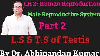 CH 3: Human Reproduction, Male Reproductive System Part 2