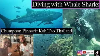 Diving with Whale Shark: Chumphon Pinnacle Koh Tao, Thailand