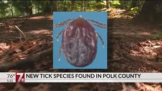 New Longhorned Tick in Polk County, North Carolina