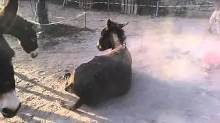 Donkey dust bath at sundown