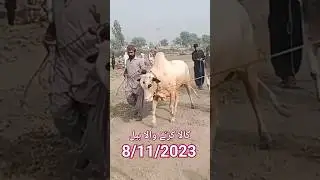 #bail race #bell #mukabala #bell #dangal
