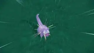 Shiny Slowpoke 🌟 Pok&eacute;mon Scarlet and Violet #shiny #pok&eacute;mon #scarletviolet #slowpoke