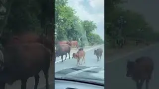 Animals on the road #traffic #accident #animail #buffalo