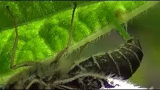 Landkaartje legt eitjes op 1 juli 2018.