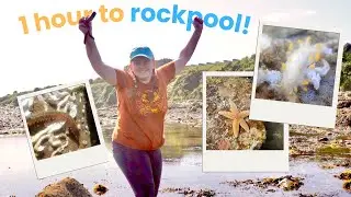 Marine Biologist finds a Sea Slug in a One Hour Rockpooling Challenge!