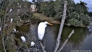 Evening Egret Roosting: January 2, 2026 - Inner Harbor Bayou, Ocean Springs, Mississippi