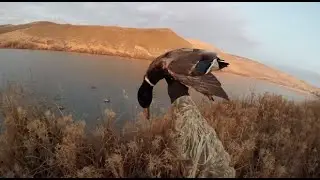 Mallards on the Snake River