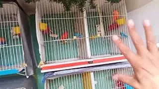 Preparación de Canarios para la cría 2024 🙋🏻‍♂️🤓🇲🇽🐦