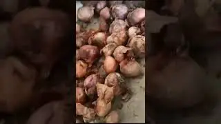 Hi guys...आज हम लेने वाले है कान्दे... By Sarah hussain 27-09-2023