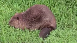 Beaver grooming and eating grass 05-14-2016 Tulocay Creek, Napa, Ca