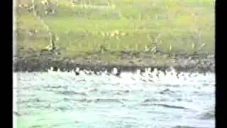 kappróður 83