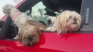 DFW Pets Are Family Event [STORY BELOW]