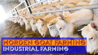 Modern Goat Processing Factory Technology How to Farming Millions of Goat For Meat and Milk