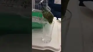 😱 #budgerigar #parrot #budgiesounds #budgerigarbird #parakeet #parakeetsounds