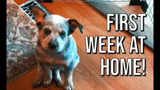 Puppy's first week at home! | Rocket