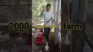 2000 poultry farm business 🐔