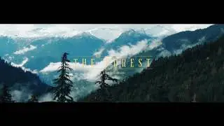 THE FOREST | By Bear Surfboards