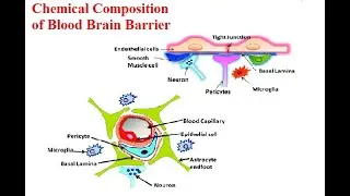 Chemical Composition of Blood Brain Barrier - by Professor Akhtar H. Makhdoom