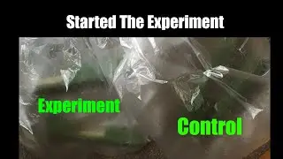 Testing Idea on Increasing Mescaline Biosynthesis. Part 2