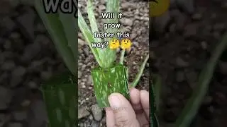 How to plant Aloe Vera using Aloe Vera Pups