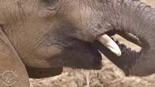 Shenton Safaris: Elephants from The Last Waterhole Hide