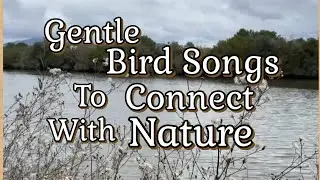Nature's Soothing Sounds:Calming Bird Sounds#naturelovers #calmyourmind 