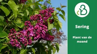 De sering | Plant van de maand mei | Groencentrum de Batterijen