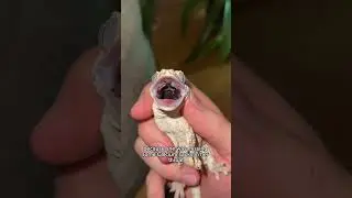 Good gecko news