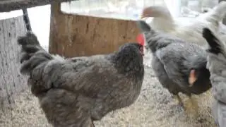 Blue Cuckoo Marans