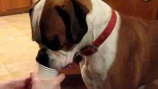 Bernie's Birthday ice cream.