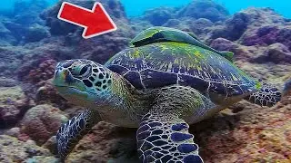 INCREDIBLE! This Fish Can Camouflage On Turtles! (Turtle giving a remora fish a ride)