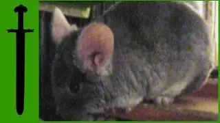 Link the Chinchilla Takes and Eats Dryed Roses