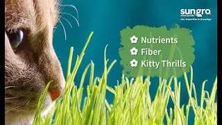 Best Indoor and Outdoor Plants to Grow for Cats with Black Gold&reg;