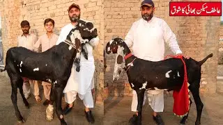 Bhola Extraordinary Breeder & Exceptional Milking Goats Of Atif Hayat Maken Sargodha 2023