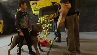 10 year old trains with giant blue pit bull KOBE incredible control!