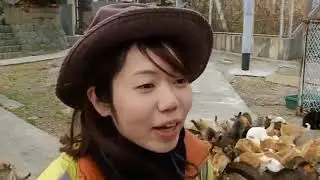 Japan island overrun by cats