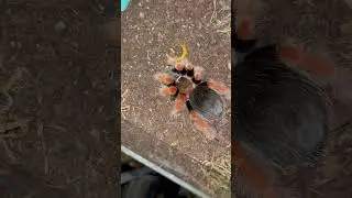 Oh She&rsquo;s Hungry :) !  # #fyp #tarantulafeeding #tarantulavideo #shortvideo #foryou #tarantula #feed