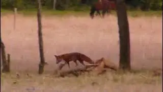 Fox hunting and eating bugs.