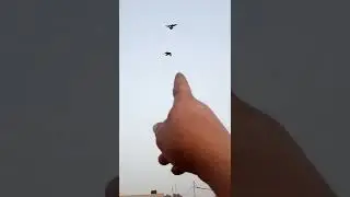 هذا الحمام لا يثمن بمال كما يدعون