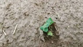 Germination of Cotton seed | 3G variety| best 3G varieties for Punjab| world tv 4u
