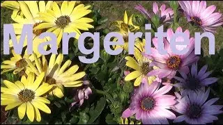 Margeriten pflege Standort D&uuml;ngen Gie&szlig;en schneiden vermehren Bornholm Margerite