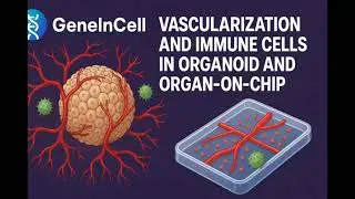 Vascularization Immune Organoid OrganOnChip | GeneInCell | 2025