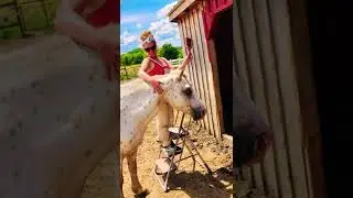Каждая лошадь, которая у меня когда-либо была!