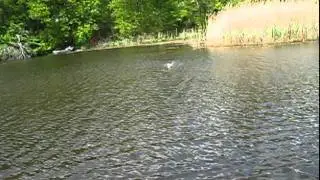 Crankbait fish all day! (KeeP ReeLing)