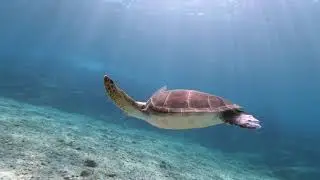 Season Opening dive 2022 - Cyprus Diving Centre