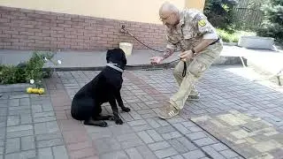 Страх поводка у собаки. Как убрать этот страх.