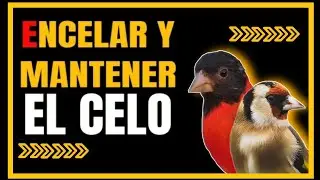 ENCELAR JILGUEROS Y CARDENALITOS 2022 🥇| MANTENER EL CELO DE JILGUEROS Y CARDENALITOS | AVIARIOMFA