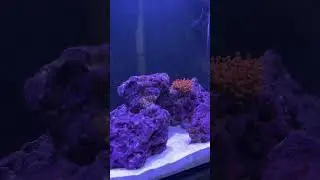#reefkeeper #reeflife #fishtank #reef #fishaquarium #clownfish #aquarium #nemo #marineaquarium
