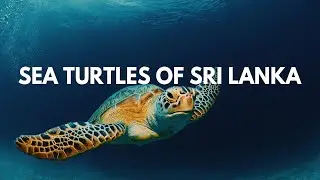 Sea Turtles of Sri Lanka | Cinematic Travel Video | Sri Lanka